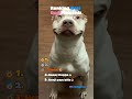 Ranking The BEST Dog Moments Ever 🐶🔥
