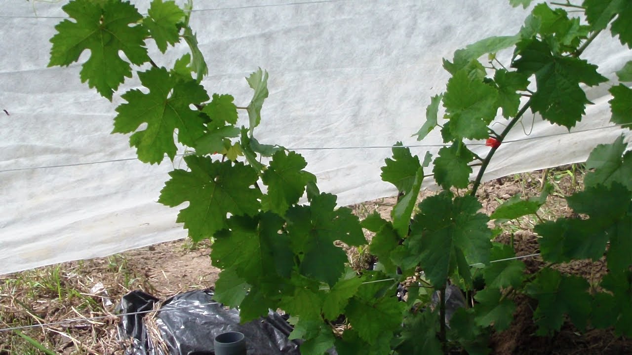 Выращивание винограда на Урале: посадка и уход, обрезка, подготовка к зиме