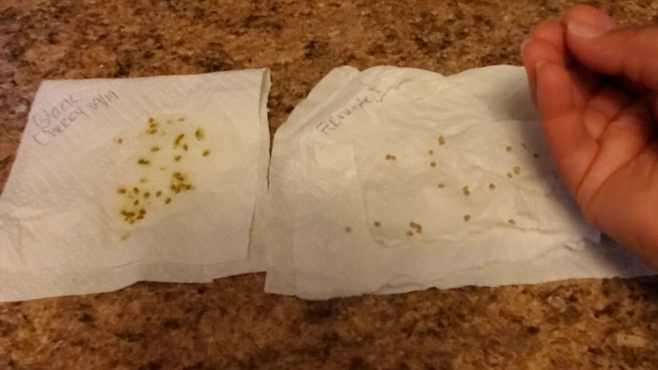 UNFERMENTED VS. FERMENTED TOMATO SEEDS