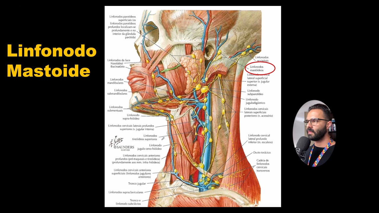 Linfonodo Mastoide - Anatomia Humana