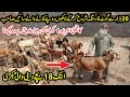 Sain Goat Farm in Sambrial | Sialkoti Desi Goats Farming Tips | Goat Farming Business Idea