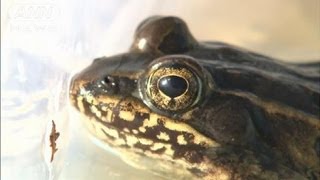 新種のカエル発見！人口密集地のニューヨークで（12/03/15）