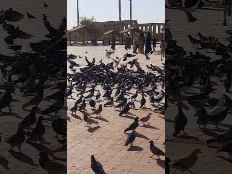 سبحت لله فى العش الطيور سبحان الله طبيعة