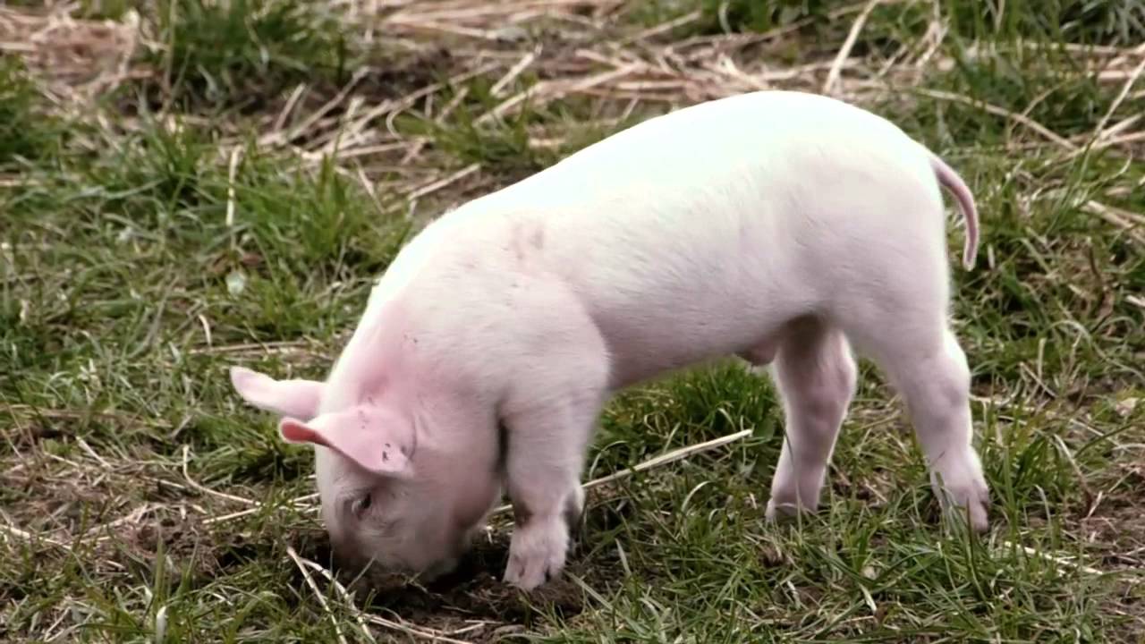 økologisk gris