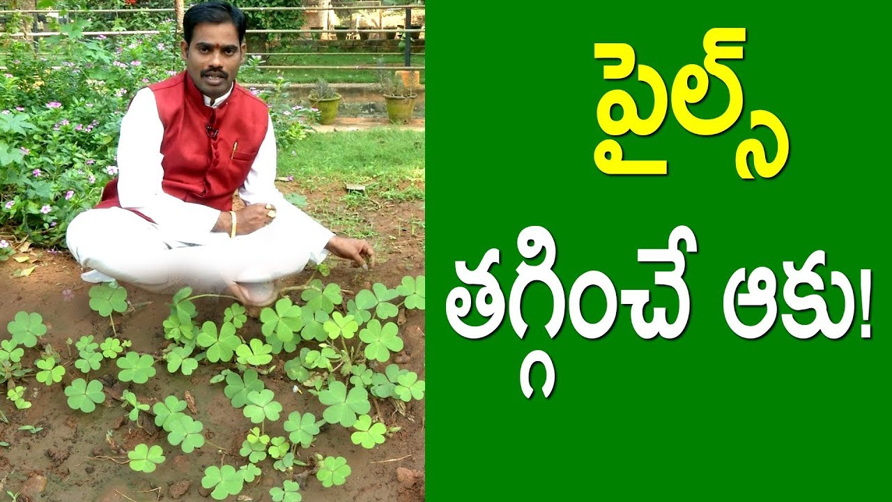 పైల్స్ తగ్గించే ఆకు!