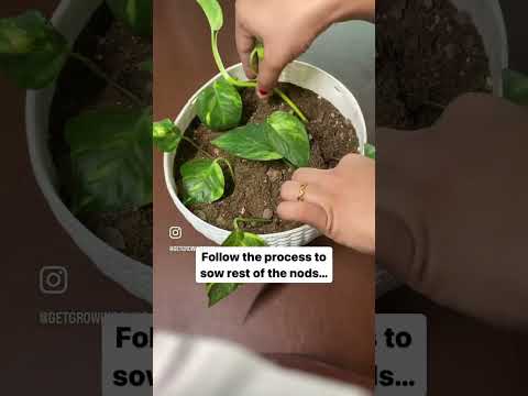 Let’s grow money