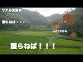 山の田んぼを救え 法人と一緒にイノシシ対策 山の田んぼを救え 法人と一緒にイノシシ対策