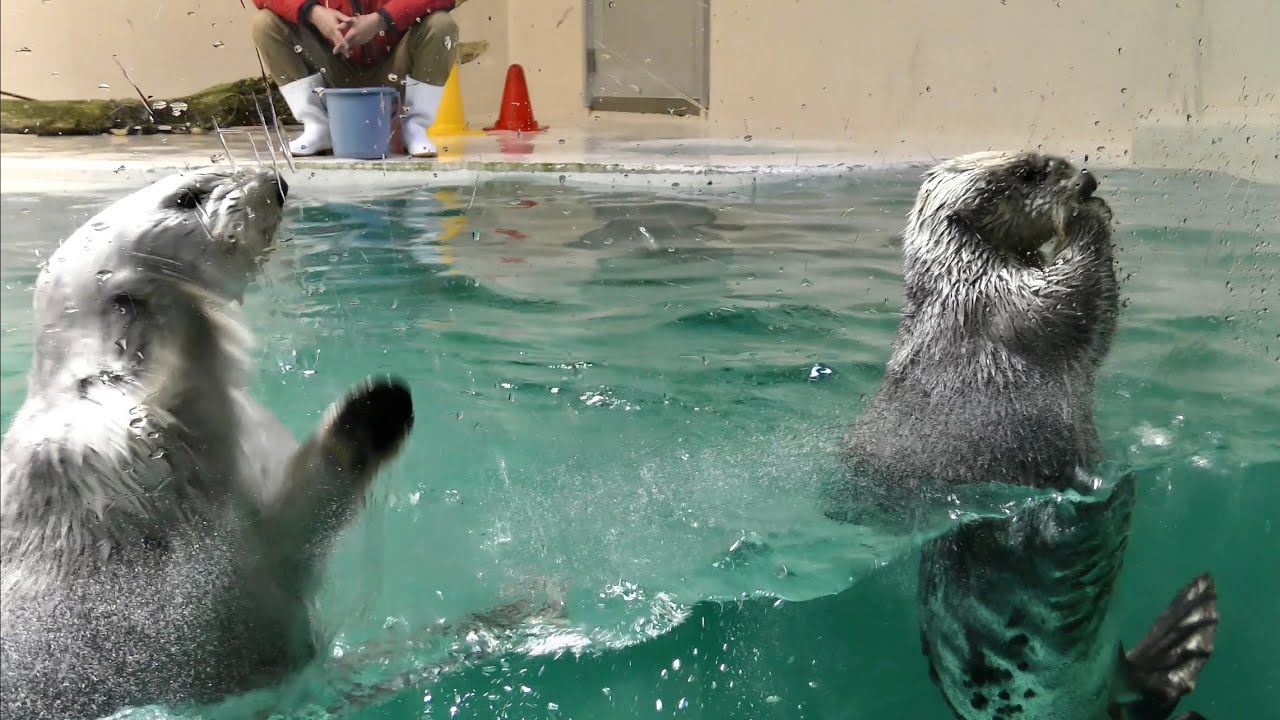 ラッコ　メイちゃんとキラちゃん　ガラスをコンコン叩きます　【鳥羽水族館】Sea otter Mei-chan Kira-chan Toba Aquarium