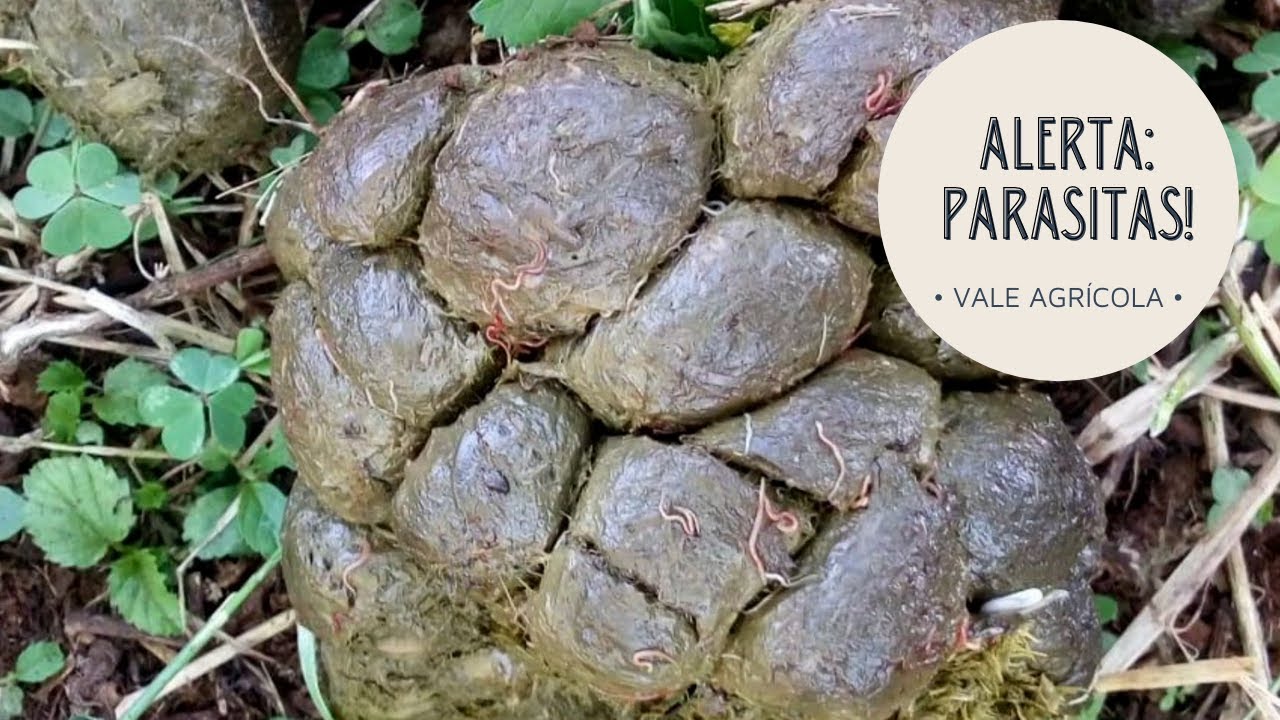 Seu Gatinho Está com Diarreia com Sangue? Decodifique e Previna as Causas –  DR. EMMANUEL FONTAINE, image size:1280x720