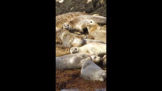 July 16: Travel Month #ancientgreece #greekmythology #booktok #story #storytime #nature #oceanlife