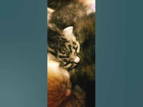 Сонный котёнок. - YouTube