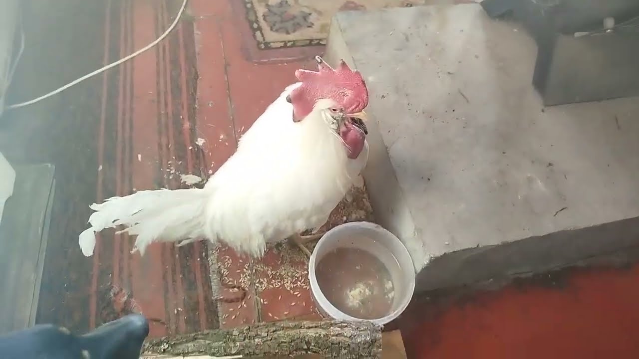 Отогреваем петуха