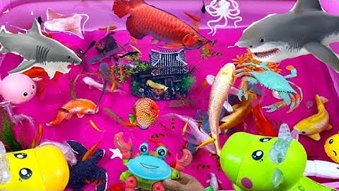 Động Vật Dễ ThươngCon Rùa,Cá Chép ,Cá Đuối,Cá Heo,Cá Mập,Bạch Tuộc,Ếch,Bò,Cua,Ghẹ,Animas,Vịt,Bọ Rùa