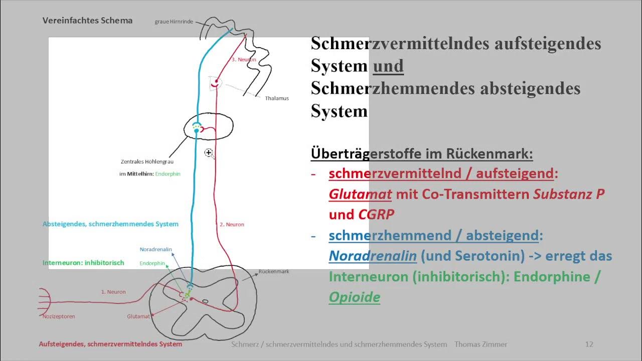 (Patho-) Physiologie Skript: Schmerz 1 schmerzvermittelndes System ...