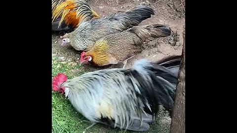My phoenix bantams