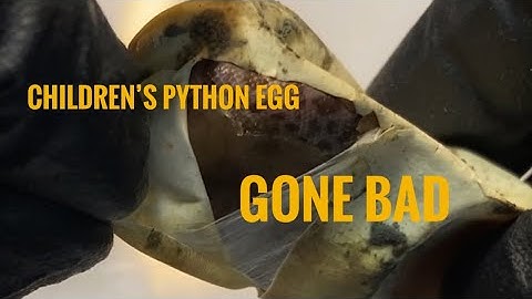 🐍Children’s Python Egg Gone Bad🧪