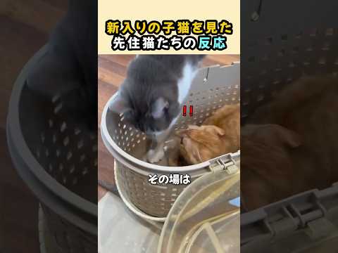 新入りの子猫を見た先住猫たちの反応
