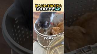 新入りの子猫を見た先住猫たちの反応