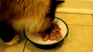 nature's variety canned cat food