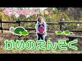 ［小野あつこ］かめのえんそく🐢