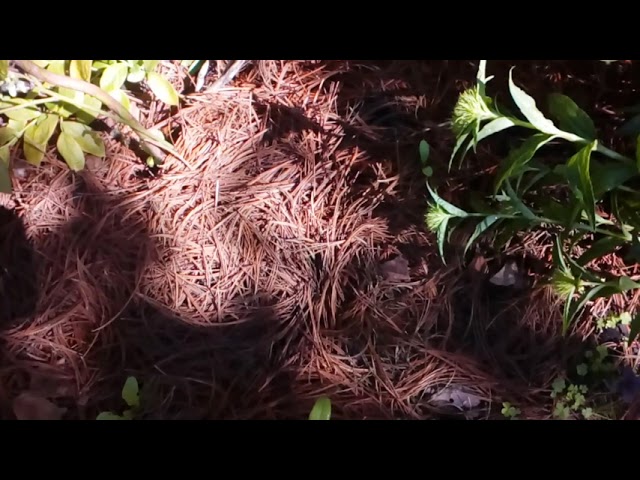 Голубика в саду. Сан Райз,Блю Кроп и Шантеклер #голубика #май2021