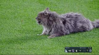 Cat on the Field in Los Angeles Dodgers vs Colorado Rockies Game screenshot 5