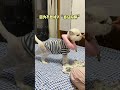 為我之前的錯誤行為,鄭重嚮11原主人道歉。#cat #catfeed #寵物