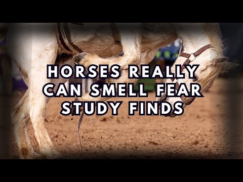 Horses Really Can Smell Fear Study Finds - YouTube