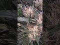 CannaZen Mango Haze in der 6ten Blütewoche