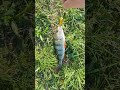Поймал окуня на Malas Mini  . Расцветка топ по окуню .