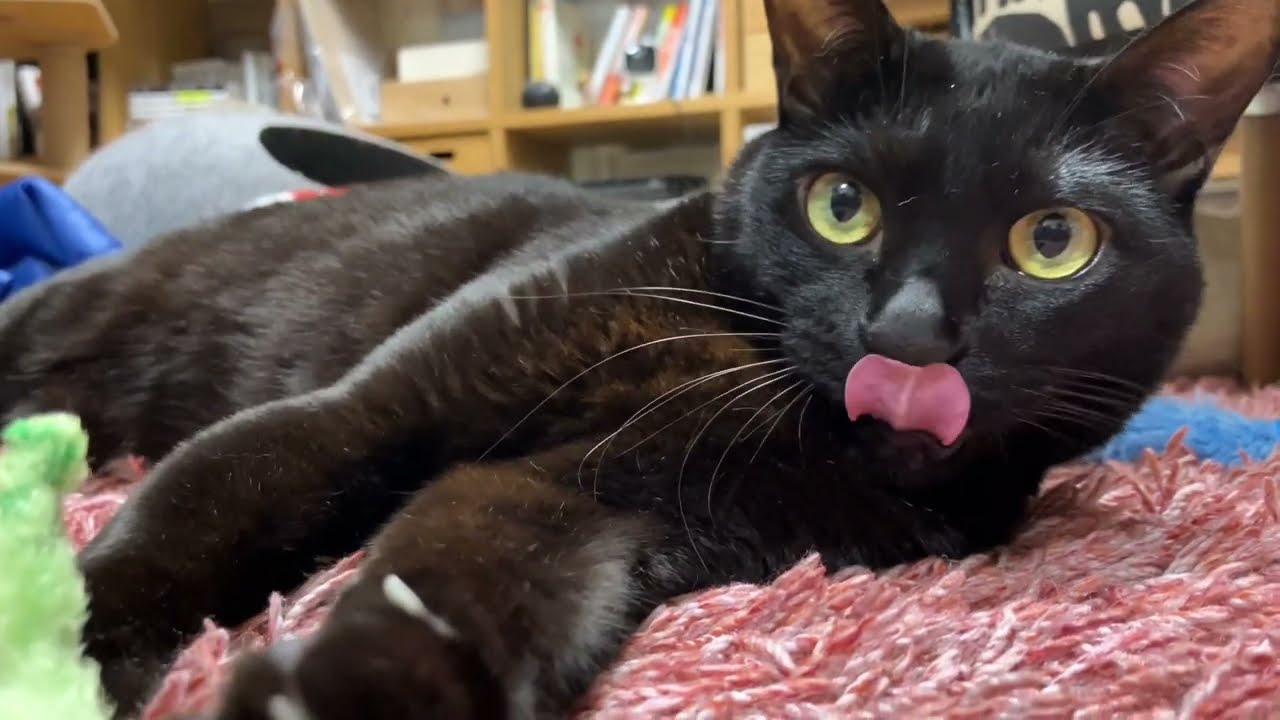 猫じゃらしに戯れる黒猫（2026/05/01） - YouTube