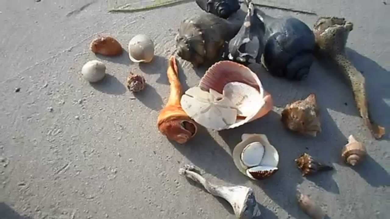 Shelling at the Point at Emerald Isle, North Carolina YouTube
