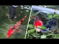 Introducing male parent koi  breeding project part 2