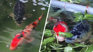 Introducing male parent Koi | Breeding project part 2