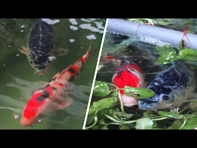Introducing male parent Koi | Breeding project part 2 class=