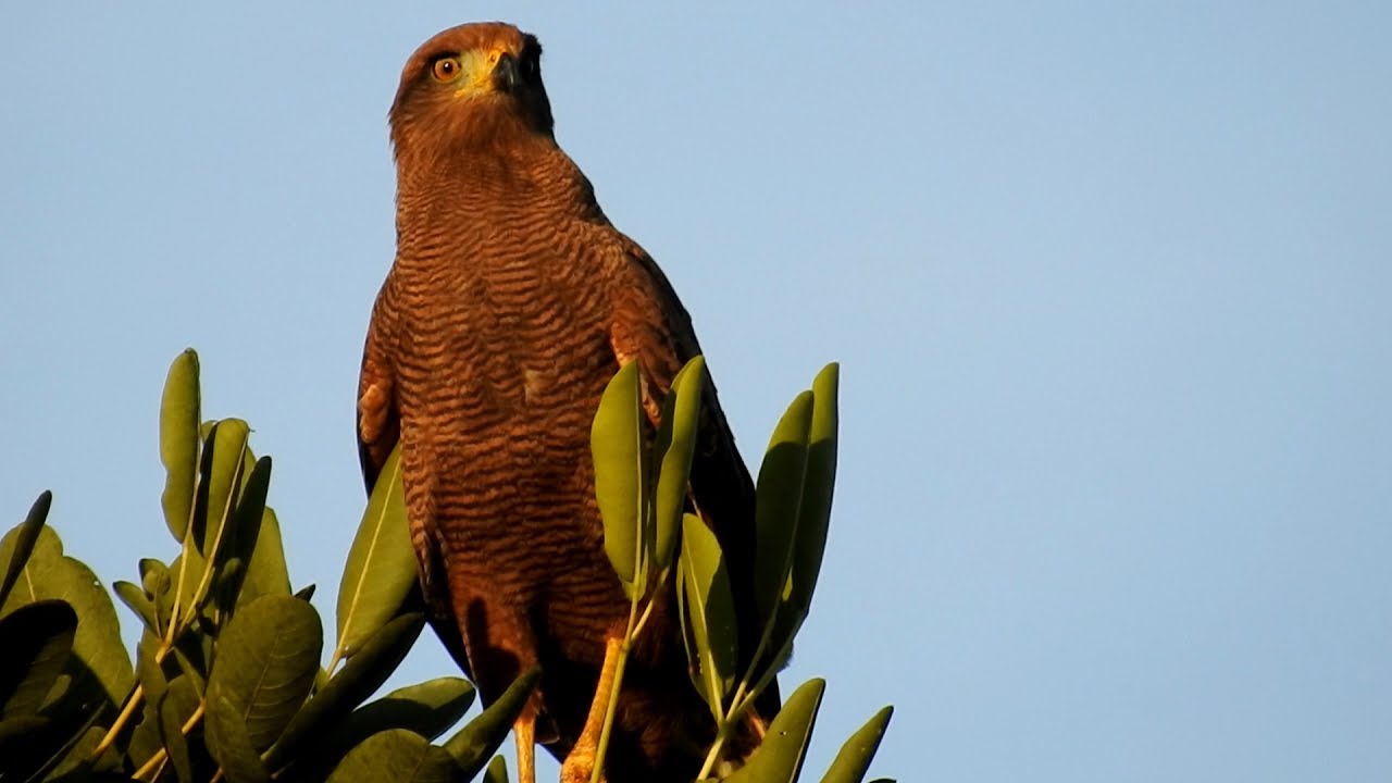 Gavião-caboclo, Aves de rapina, Heterospizias meridionalis, Savanna