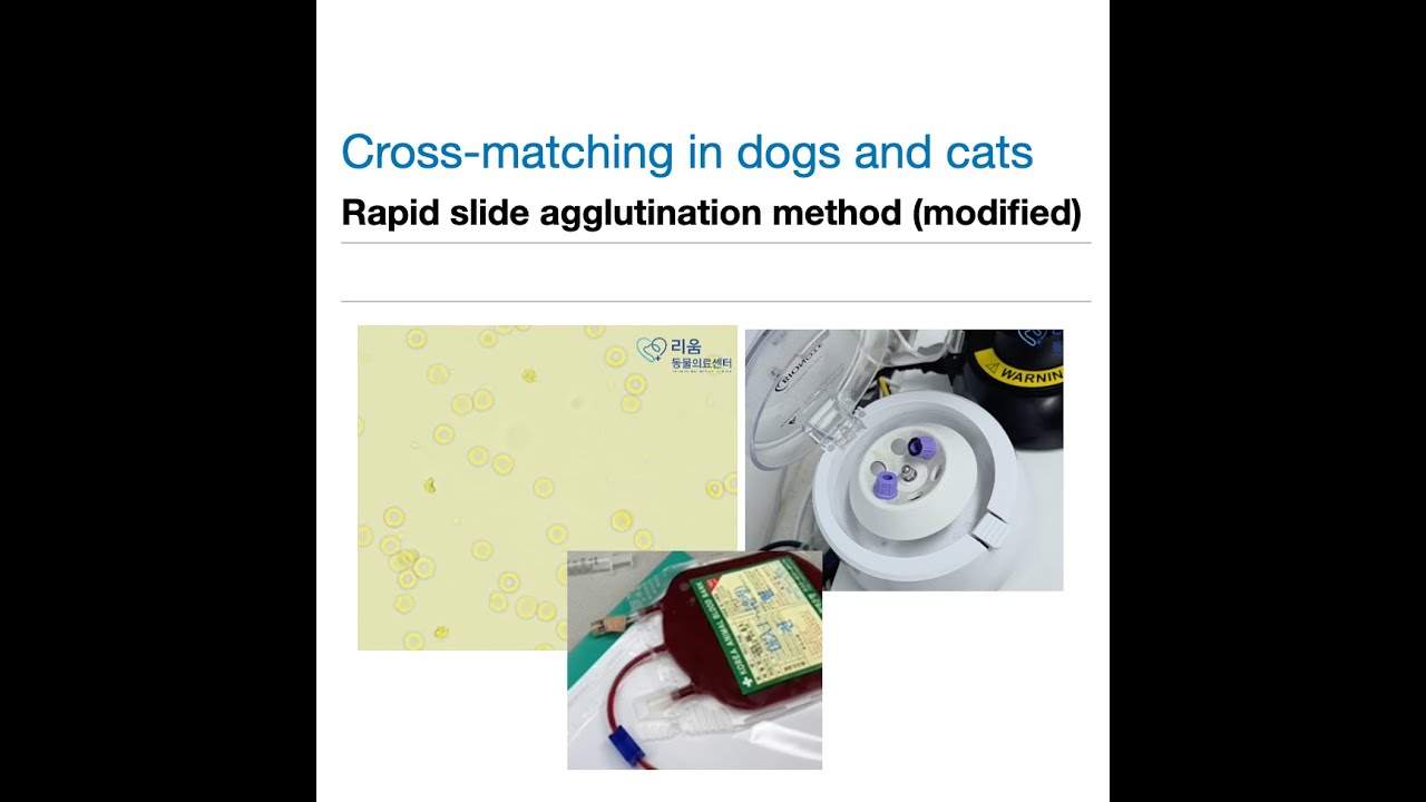 Crossmatching in dogs and cats  – RAPID SLIDE AGGLUTINATION METHOD(modified)