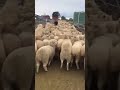 Why this shepherd dog jumping on sheeps? If you want to know open and read description ⬇️ #shorts