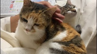 膝上はタタカイなのです。