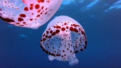 Veo: Avanzada Inteligencia Artificial generativa de videos revoluciona la creatividad digital