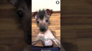 Xoloitzcuintli  The Ancient Healer Dog!