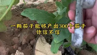 茄子高产密集茄子种植 种植小技巧 阳台种植