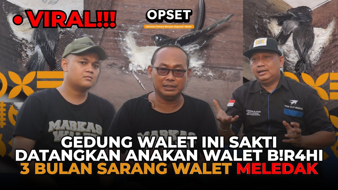 VIRAL ❗❕❗❕KALAU GINI SEMUA BISA PANEN 15 Kg SARANG WALET DI RBW BARU | PODCAST WALET PAK ALMUNA