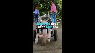 Disabled dogs need love too