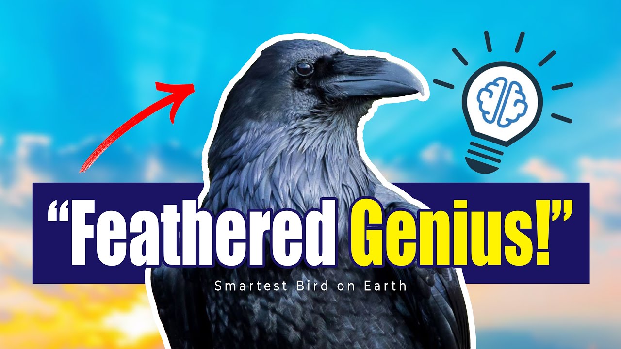 Raven: The Smartest Bird on Earth | Mind-Blowing Animal Intelligence Explained 
