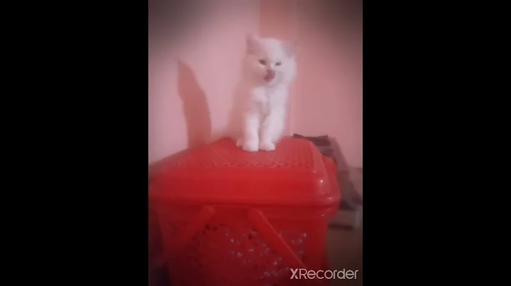 Watch the video about Cute persian kitten grooming himself#shorts