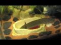 Axolotl feeding tutorial #33