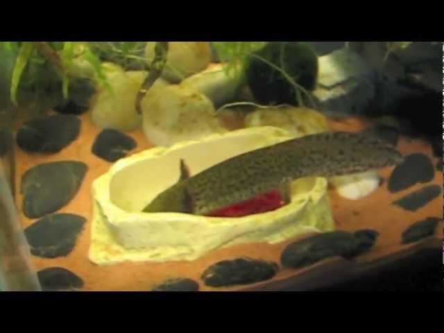 Axolotl feeding tutorial #33 
