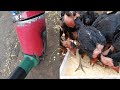 How to blend corn for chicken feed