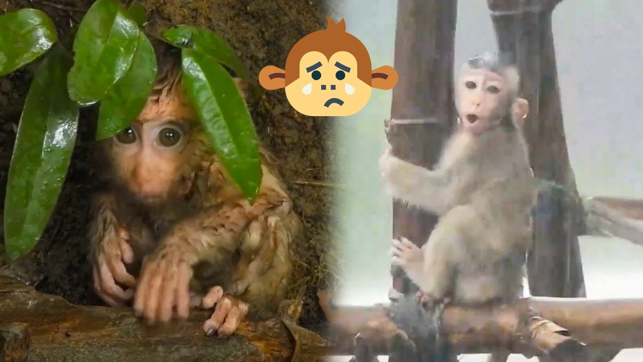 The baby monkeys were all wet by the rain, but they didn't have their mother around to cover them